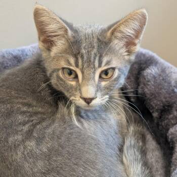 Bryce -  Domestic Short Hair Cat for Adoption in Sonoma, California - Bryce | PetCurious