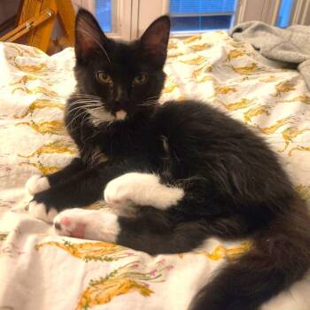 Domestic Medium Hair and Tuxedo Cats Available for Adoption in Burlington, Washington - Princess-KM | PetCurious