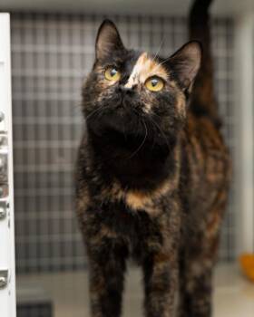 Josephine -  Domestic Short Hair Cat for Adoption in Boone, Iowa - Josephine | PetCurious