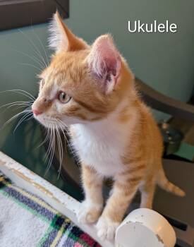 Ukulele -  Domestic Short Hair Cat for Adoption in Mears, Michigan - Ukulele | PetCurious