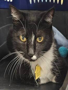 SOLEIL -  Domestic Short Hair Cat for Adoption in St. Louis, Missouri - SOLEIL | PetCurious