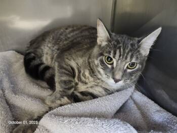 Rescue Domestic Short Hair Cats for Adoption in Santa Cruz, California - CAITLIN* | PetCurious