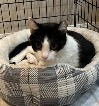 Domestic Short Hair Cats Available for Adoption in Alafaya, Florida - Charlie | PetCurious