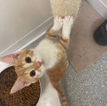 Rescue Domestic Short Hair Cats for Adoption in Indiana, Pennsylvania - Hibiscus | PetCurious