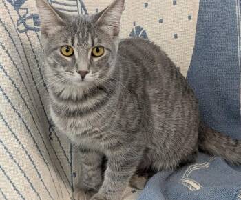 Maye -  Domestic Short Hair Cat for Adoption in Adrian, Michigan - Maye | PetCurious