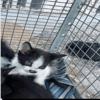 Rescue Domestic Short Hair Cats for Adoption in Tampa, Florida - Tiger | PetCurious