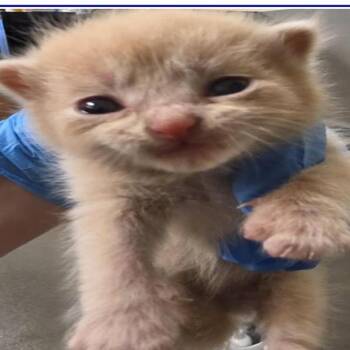 Bones -  Domestic Short Hair Cat for Adoption in Grantsville, Utah - Bones | PetCurious