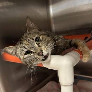 Domestic Short Hair Cats Available for Adoption in Salt Lake City, Utah - Primrose | PetCurious