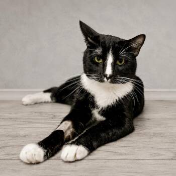Domino -  Domestic Short Hair Cat for Adoption in Las Vegas, Nevada - Domino | PetCurious