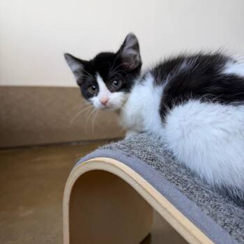 Panda -  Domestic Short Hair Cat for Adoption in Green Bay, Wisconsin - Panda | PetCurious