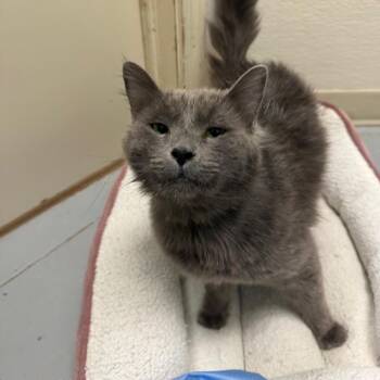 Junkyard Dog -  Domestic Short Hair Cat for Adoption in Pekin, Illinois - Junkyard Dog | PetCurious