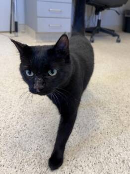 Ike -  Domestic Short Hair Cat for Adoption in Lafayette, Indiana - Ike | PetCurious