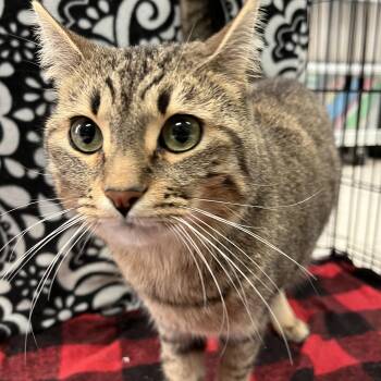 Rescue Domestic Short Hair Cats for Adoption in Villa Park, California - Buddy | PetCurious
