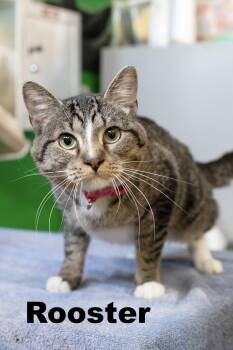 Rooster -  Tabby Cat for Adoption in Macomb, Illinois - Rooster | PetCurious