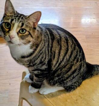 COSMO -  Domestic Short Hair Cat for Adoption in Kenosha, Wisconsin - COSMO | PetCurious