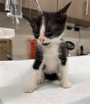 BASTIAN -  Domestic Short Hair Cat for Adoption in Baytown, Texas - BASTIAN | PetCurious