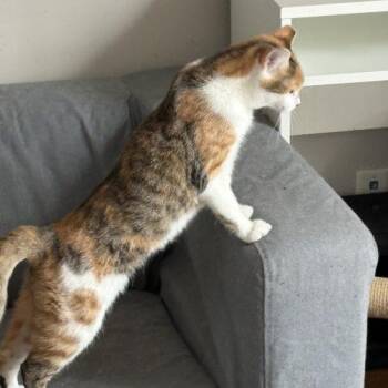 Torbie and Domestic Short Hair Cats Available for Adoption - Uniqua | PetCurious