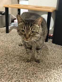 Rescue Domestic Short Hair Cats for Adoption in Holbrook, New York - BB | PetCurious