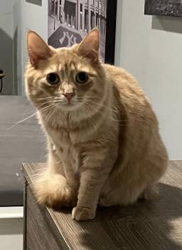 Domestic Long Hair Cats Available for Adoption in Allentown, New Jersey - Honey | PetCurious