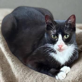 Tuxedo Cats Available for Adoption in Dallas, Texas - Wanda | PetCurious