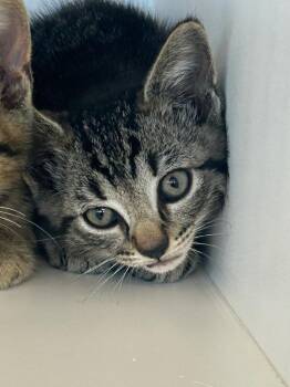 Hugo -  Domestic Short Hair Cat for Adoption in Greenfield, Indiana - Hugo | PetCurious
