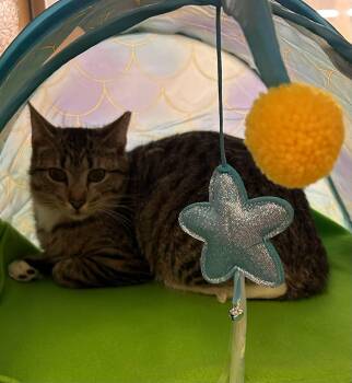 Tabby and Domestic Short Hair Cats Available for Adoption in Gladstone, Oregon - Mojito | PetCurious
