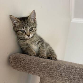Sardine -  Tabby and Domestic Short Hair Cat for Adoption in Knoxville, Tennessee - Sardine | PetCurious
