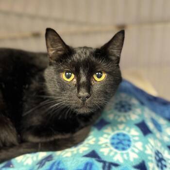 Rescue Domestic Short Hair Cats for Adoption in Hamburg, New York - McKinley | PetCurious