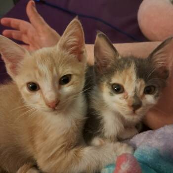 Benji -  Domestic Short Hair Cat for Adoption in San Tan Valley, Arizona - Benji | PetCurious