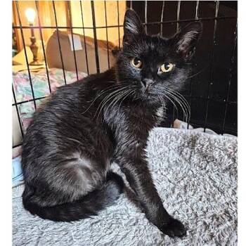 Rescue Domestic Short Hair Cats for Adoption in Millcreek, Utah - Augusta | PetCurious