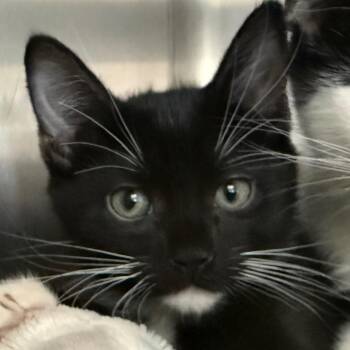 Rex -  Domestic Short Hair Cat for Adoption in Cedaredge, Colorado - Rex | PetCurious
