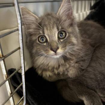 Booty -  Domestic Medium Hair Cat for Adoption in Mt. Juliet, Tennessee - Booty | PetCurious