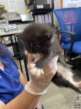 Domestic Short Hair Cats Available for Adoption in Fairhope, Alabama - Gnocchi | PetCurious