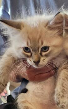 DJ Foxy (DJ) -  Siamese Cat for Adoption in Salinas, California - DJ Foxy (DJ) | PetCurious