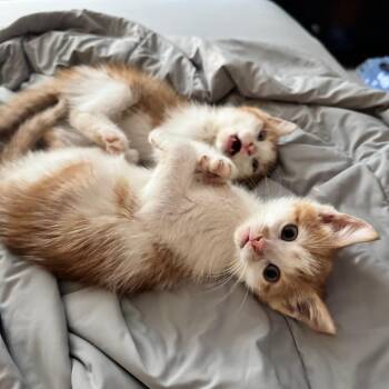 Maxey -  Domestic Short Hair Cat for Adoption in Newark, New Jersey - Maxey | PetCurious