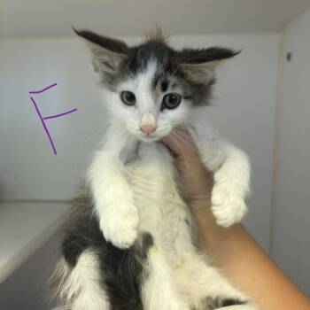 Vampire Diaries Litter -  Domestic Medium Hair Cat for Adoption in Grass Valley, California - Vampire Diaries Litter | PetCurious