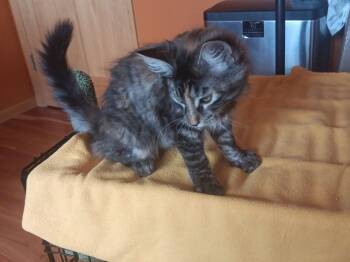 Sunflower -  Domestic Long Hair and Tabby Cat for Adoption in Columbus, Minnesota - Sunflower | PetCurious