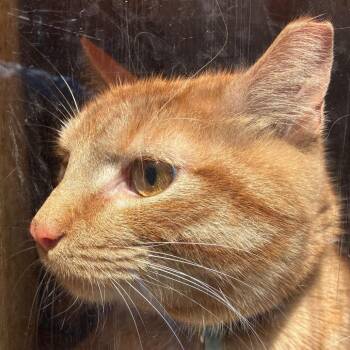 Archie -  Domestic Short Hair Cat for Adoption in Philadelphia, Pennsylvania - Archie | PetCurious