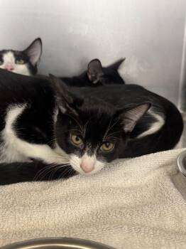 Arwen -  Domestic Short Hair Cat for Adoption in Hilton Head Island, South Carolina - Arwen | PetCurious