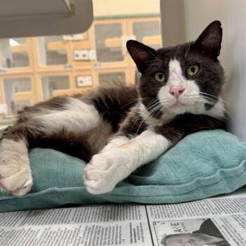 RUMPLE -  Domestic Short Hair Cat for Adoption in Riverside, California - RUMPLE | PetCurious
