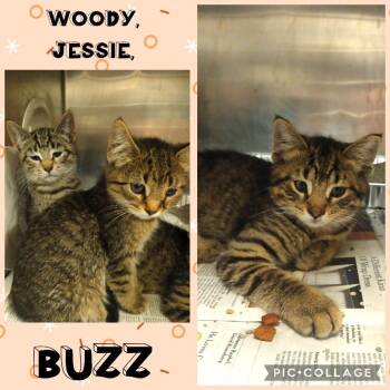 Jessie -  Domestic Short Hair Cat for Adoption in Wheeling, Illinois - Jessie | PetCurious