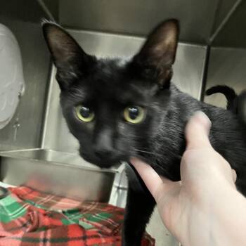 Midnight -  Domestic Short Hair Cat for Adoption in Idaho Falls, Idaho - Midnight | PetCurious