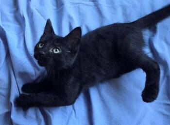 JACKSON -  Domestic Short Hair Cat for Adoption in Sacramento, California - JACKSON | PetCurious