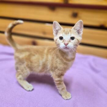 Sonnet -  Domestic Short Hair and Mixed Breed Cat for Adoption in Woodstock, Illinois - Sonnet | PetCurious