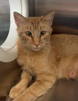 Rescue Domestic Short Hair Cats for Adoption in Heber City, Utah - Honey | PetCurious