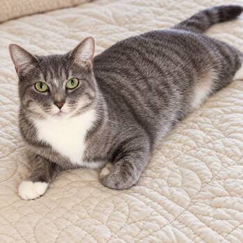 BLEU -  Domestic Short Hair Cat for Adoption in Cranston, Rhode Island - BLEU | PetCurious