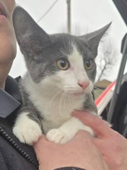 Domestic Short Hair Cats Available for Adoption - Tumbleweed | PetCurious