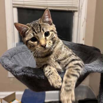 Vivec -  Domestic Short Hair Cat for Adoption in Inwood, West Virginia - Vivec | PetCurious