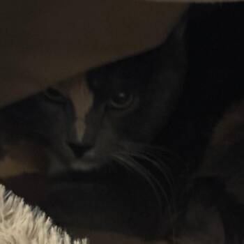 Domestic Short Hair Cats Available for Adoption in Lakewood, Colorado - Clue | PetCurious