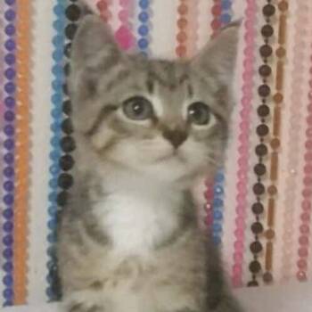Rescue Domestic Short Hair Cats for Adoption in Estacada, Oregon - Moriah | PetCurious